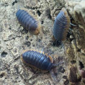 Csp-re-12 Isopod Factory 12 Cubaris Sp. Red Edge Isopods Bioactive Clean Up Crew