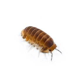 Csp-rpkch-12 Isopod Factory 12 Cubaris Sp. Red Pak Chong Isopods Bioactive Clean Up Crew
