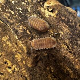 Csp-rpkch-25 Isopod Factory 25 Cubaris Sp. Red Pak Chong Isopods Bioactive Clean Up Crew