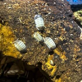 Csp-tap-12 Isopod Factory 12 Cubaris Sp. Tapir Panda King Isopods Bioactive Clean Up Crew