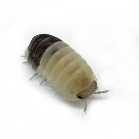 Csp-tap-6 Isopod Factory 6 Cubaris Sp. Tapir Panda King Isopods Bioactive Clean Up Crew