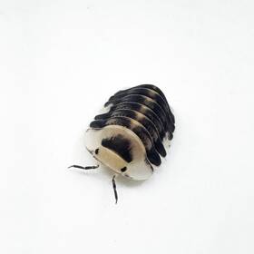 Csp-wd-6 Isopod Factory 6 Cubaris Sp. White Ducky Isopods Bioactive Clean Up Crew