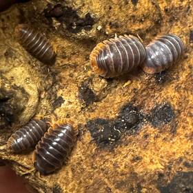Cub-irio-12 Isopod Factory 12 Cubaris Iriomotensis Miyako Isopods Bioactive Clean Up Crew