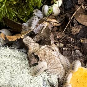 Cubmur-glac-100 Isopod Factory 100 Cubaris Murina White Glacier Isopods Bioactive Clean Up Crew