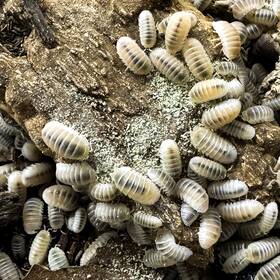 Cubmur-glac-30 Isopod Factory 30 Cubaris Murina White Glacier Isopods Bioactive Clean Up Crew