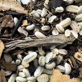 Cubmur-glac-50 Isopod Factory 50 Cubaris Murina White Glacier Isopods Bioactive Clean Up Crew