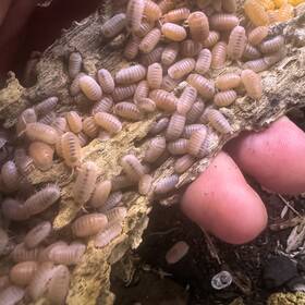 Cubmur-pap-100 Isopod Factory 100 Cubaris Murina Papaya Isopods Bioactive Clean Up Crew
