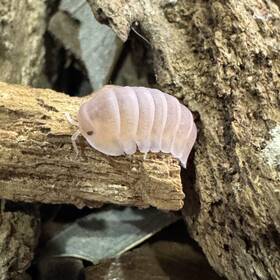 Cubmur-pap-30 Isopod Factory 30 Cubaris Murina Papaya Isopods Bioactive Clean Up Crew