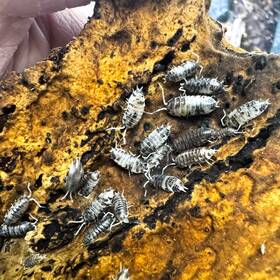 Cyl-conv-ukp-100 Isopod Factory 100 Cylisticus Convexus Ukraine Pied Isopods Bioactive Cuc