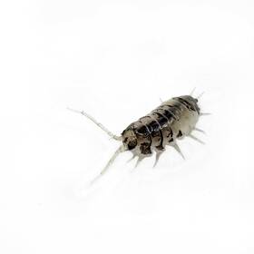 Cyl-conv-ukp-15 Isopod Factory 15 Cylisticus Convexus Ukraine Pied Isopods Bioactive Cuc