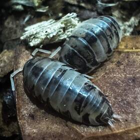 Cyl-conv-ukp-50 Isopod Factory 50 Cylisticus Convexus Ukraine Pied Isopods Bioactive Cuc
