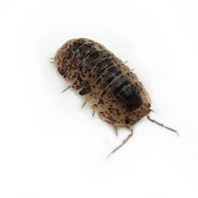 Fil-cord-6 Isopod Factory 6 Filinodillo Sp. Cordova Isopods Bioactive Clean Up Crew