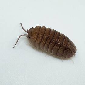 Isopod Factory Llc 759159526267 15 Armadillidium Scaberrimum Sandstone Isopods Bioactive