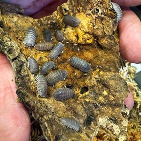 Isopod Factory Llc 759159526274 30 Armadillidium Scaberrimum Sandstone Isopods Bioactive