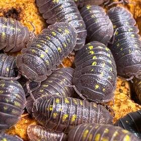 Agran100 Isopod Factory Llc 100 Armadillidium Granulatum Isopods Bioactive Clean Up Crew