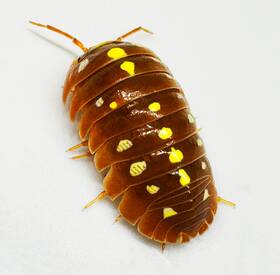 Aklu-mon-or-24 Isopod Factory Llc 24 Armadillidium Klugii Orange Montenegro Isopods Bioactive
