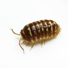 Amac-chz-15 Isopod Factory Llc 15 Armadillidium Maculatum Chocola Zebra Bioactive Clean Up Crew