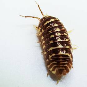 Amac-chz-25 Isopod Factory Llc 25 Armadillidium Maculatum Chocola Zebra Bioactive Clean Up Crew