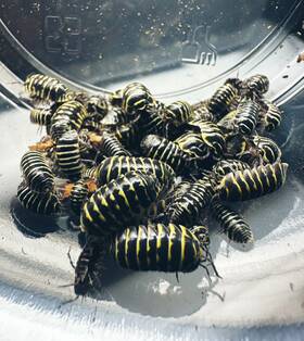 Amac-yz-15 Isopod Factory Llc 25 Armadillidium Maculatum Yellow Zebra Bioactive Clean Up Crew