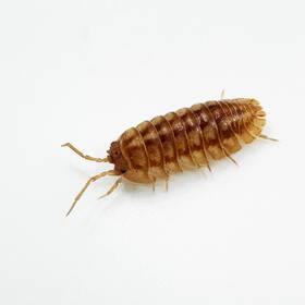 Anas-p-50 Isopod Factory Llc 50 Armadillidium Nasatum Peach Nosy Isopods Bioactive Clean Up
