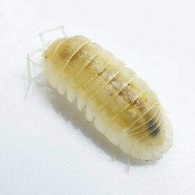 Anas-wo-15 Isopod Factory Llc 15 Armadillidium Nasatum White Out Nosy Isopods Bioactive