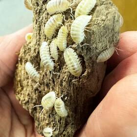 Anas-wo-50 Isopod Factory Llc 50 Armadillidium Nasatum White Out Nosy Isopods Bioactive