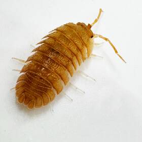 Apall-o-12 Isopod Factory Llc 12 Armadillidium Pallasii Orange Isopods Bioactive Clean Up Crew