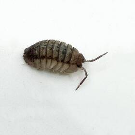 Aperac-15 Isopod Factory Llc 15 Armadillidium Peraccae Isopods Bioactive Terrarium Clean Up