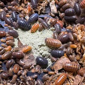 Avul-pc-50 Isopod Factory Llc 50 Armadillidium Vulgare Punta Cana Isopods Bioactive Clean Up