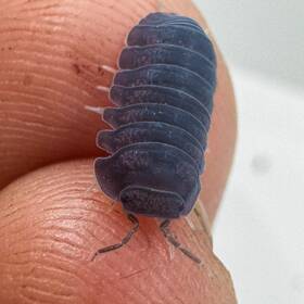 Csp-bp-15 Isopod Factory Llc 15 Cubaris Sp. Blue Pigeon Isopods Bioactive Terrarium Clean Up