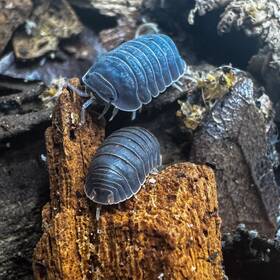 Csp-bp-30 Isopod Factory Llc 30 Cubaris Sp. Blue Pigeon Isopods Bioactive Terrarium Clean Up