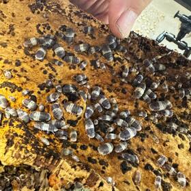 Csp-pk-100 Isopod Factory Llc 100 Cubaris Sp. Panda King Isopods Bioactive Clean Up Crew