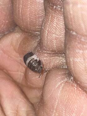 Csp-pk-25 Isopod Factory Llc 15 Cubaris Sp. Panda King Isopods Free Springtails
