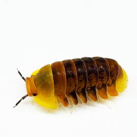 Csp-rd-10 Isopod Factory Llc 10 Cubaris Sp. Rubber Ducky Isopods Bioactive Clean Up Crew