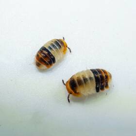 Csp-ws-15 Isopod Factory Llc 15 Cubaris Sp. White Shark Dwarf Isopods Bioactive Clean Up Crew