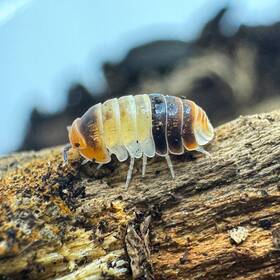 Csp-ws-30 Isopod Factory Llc 30 Cubaris Sp. White Shark Dwarf Isopods Bioactive Clean Up Crew