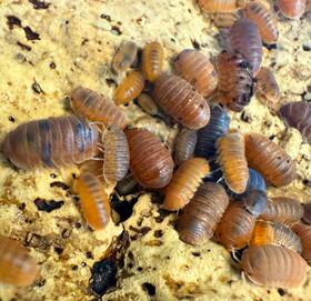 Cubmar-anem-50 Isopod Factory Llc 50 Cubaris Murina Anemone Isopods Bioactive Clean Up Crew