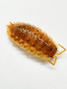 Oa-map-12 Isopod Factory Llc 12 Oniscus Asellus Bc Maple Isopods Bioactive Clean Up Crew