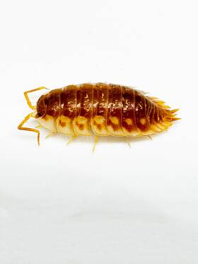 Oa-map-25 Isopod Factory Llc 25 Oniscus Asellus Bc Maple Isopods Bioactive Clean Up Crew