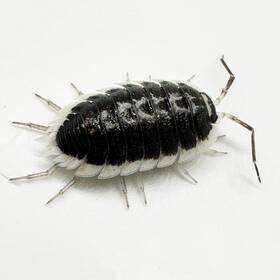 Pflav25 Isopod Factory Llc 25 Porcellio Flavomarginatus Isopods Bioactive Clean Up Crew