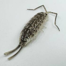 Phaas-br-25 Isopod Factory Llc 25 Porcellio Haasi Bright Titan Isopods Bioactive Clean Up Crew
