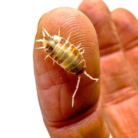 Pn-ocre-50 Isopod Factory Llc 50 Porcellionides Pruinosus Orange Cream Isopods Bioactive