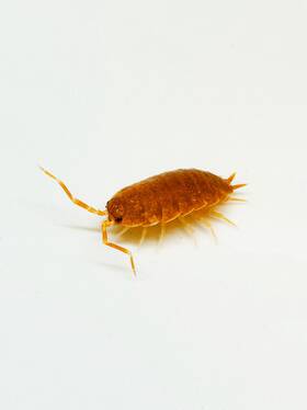 Pn-po-25 Isopod Factory Llc 25 Porcellionides Pruinosus Powder Orange Isopods Bioactive