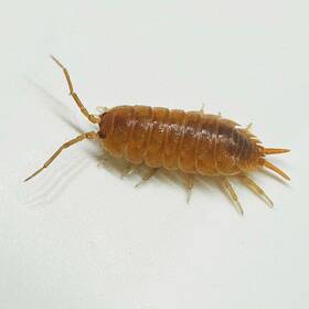 Pnick-10 Isopod Factory Llc 10 Porcellio Nicklesi Isopods Clean Up Crew