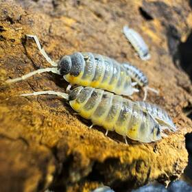 Po-wb-20 Isopod Factory Llc 20 Porcellio Ornatus Witchs Brew Isopods Clean Up Crew