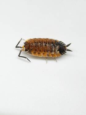 Ps-la-50 Isopod Factory Llc 25 Porcellio Scaber Lava Isopods Bioactive Clean Up Crew