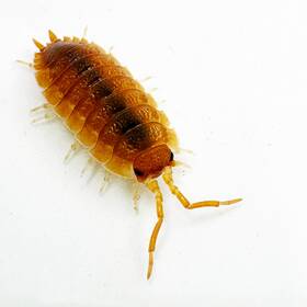 Pscab-or-25 Isopod Factory Llc 25 Porcellio Scaber Orange Isopods Bioactive Clean Up Crew