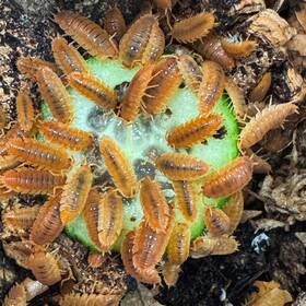 Pscab-or-50 Isopod Factory Llc 50 Porcellio Scaber Orange Isopods Bioactive Clean Up Crew