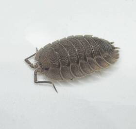 Pspat25 Isopod Factory Llc 25 Porcellio Spatulatus Isopods Bioactive Clean Up Crew