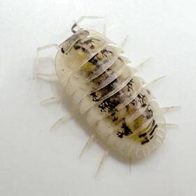 Na-shiro-15 Isopod Factory 15 Nesodillo Archangelii Shiro Utsuri Isopods Bioactive Clean Up